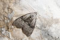 Meganola togatulalis
