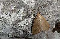 Evergestis mundalis
