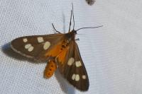 Dysauxes punctata