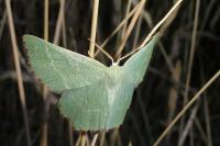 Thalera fimbrialis