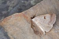 Lygephila lusoria