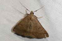 Zanclognatha lunalis