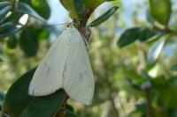 Sitochroa palealis