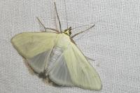 Sitochroa palealis