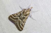 Stemmatophora borgialis