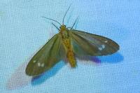 Dysauxes ancilla