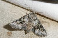 Hecatera bicolorata