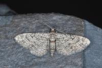 Eupithecia gemellata