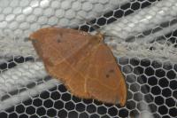 Watsonalla binaria
