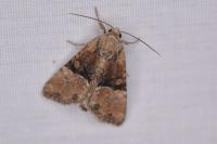 Mesoligia furuncula