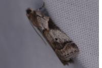 Acrobasis glaucella/fallouella