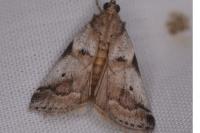 Acrobasis glaucella/fallouella