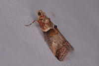 Acrobasis tumidana