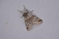 Furcula furcula
