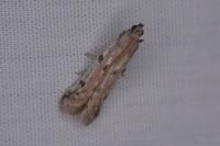 Phycitodes binaevella