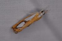 Catoptria pinella