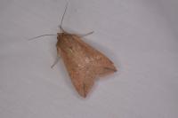 Mythimna unipuncta