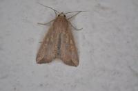 Mythimna unipuncta