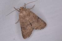 Hoplodrina octogenaria