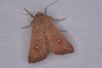 Mythimna albipuncta