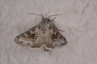 Hecatera bicolorata