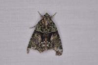 Cryphia algae