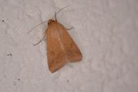 Helicoverpa armigera