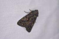 Aedia leucomelas