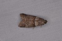 Acrobasis consociella