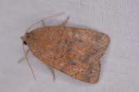 Noctua interjecta