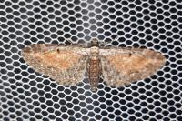 Eupithecia icterata