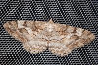 Alcis repandata