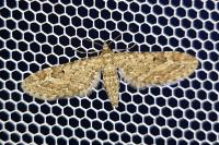 Eupithecia nanata