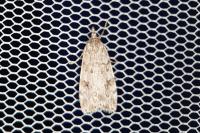Scoparia ambigualis/basistrigalis
