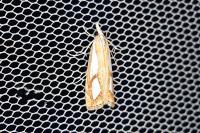 Catoptria
