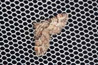Gymnoscelis rufifasciata