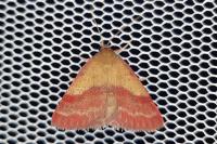 Phytometra viridaria