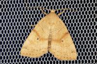 Cosmia trapezina
