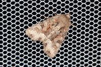 Oligia