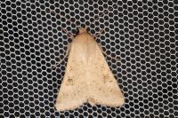 Helicoverpa armigera