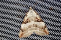 Aplocera praeformata