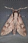Hyloicus pinastri/maurorum