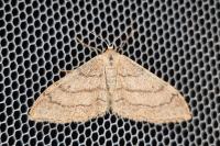 Idaea aversata