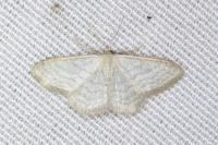 Idaea subsericeata