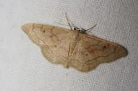Idaea rubraria