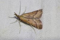 Synaphe punctalis