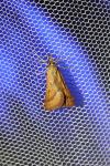 Synaphe punctalis