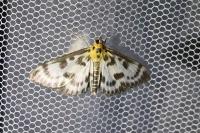 Anania hortulata