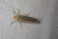 Manulea complana