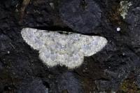 Charissa mucidaria